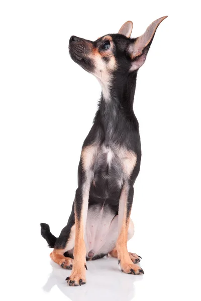 Smal cão brinquedo terrier olhando para cima — Fotografia de Stock