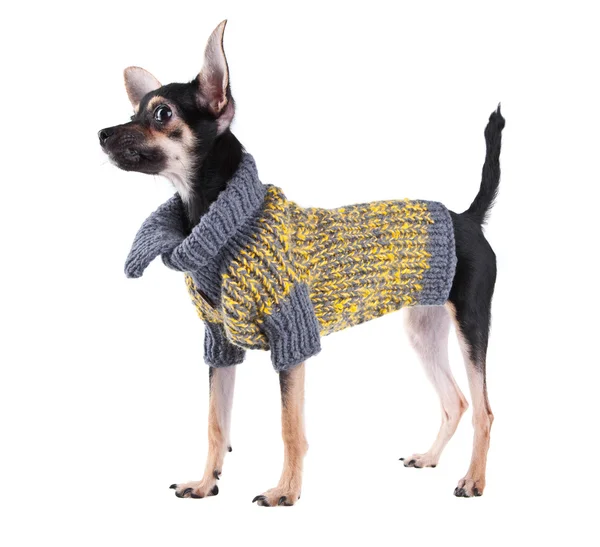 Маленький собачий терьер в одежде — стоковое фото