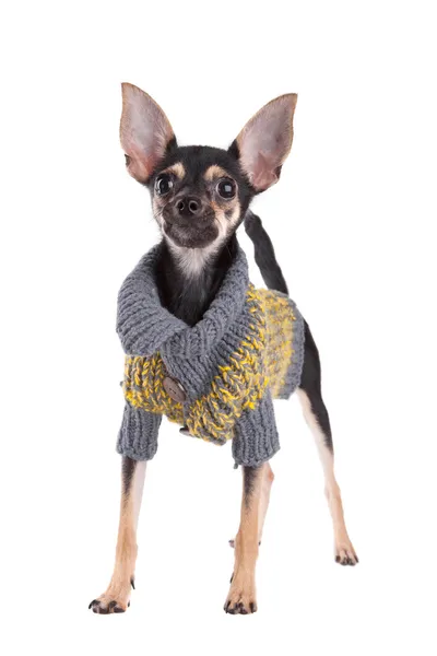 Pequeno cão brinquedo terrier na roupa — Fotografia de Stock