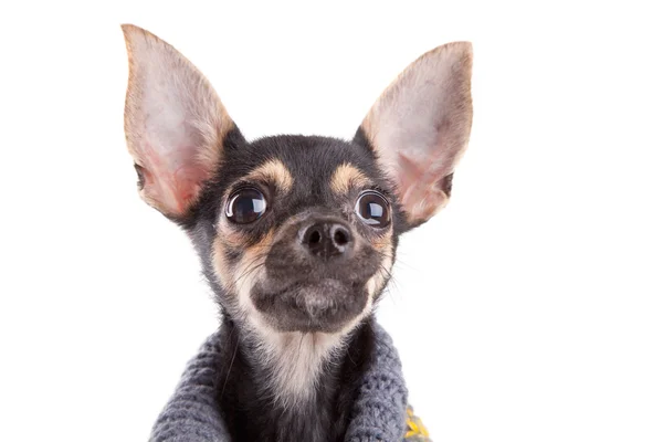 頭部の小型犬服白で隔離される・ トイ ・ テリア — ストック写真