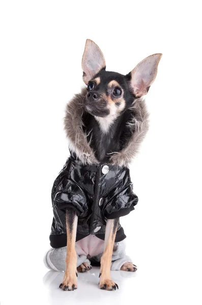 Dog of fashion — Stock Photo, Image
