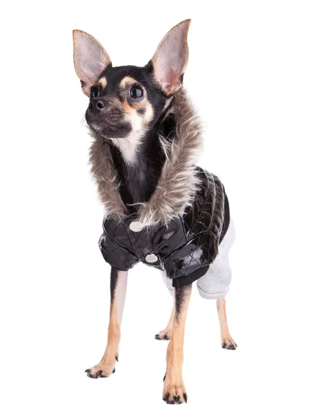 Pequeño perro juguete terrier en chaqueta con una capucha aislada en blanco — Foto de Stock