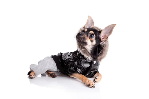 Pequeño perro juguete terrier en chaqueta con una capucha aislada en blanco —  Fotos de Stock