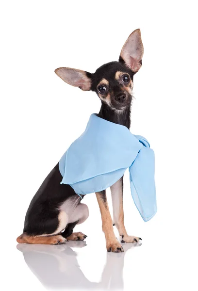 Pequeno cão brinquedo terrier Em um lenço isolado em branco — Fotografia de Stock
