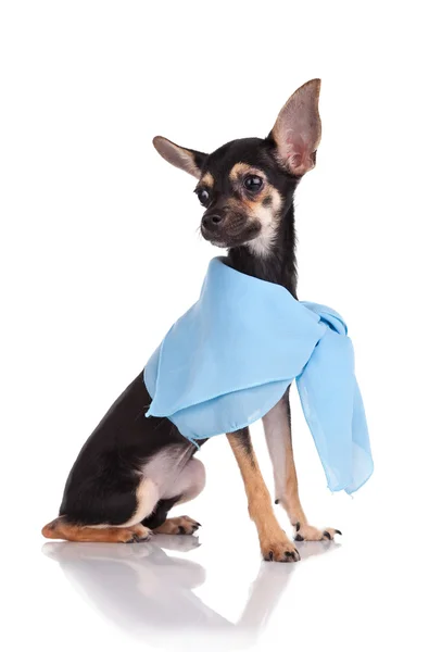 Small dog toy terrier In a kerchief isolated on white — Stock Photo, Image