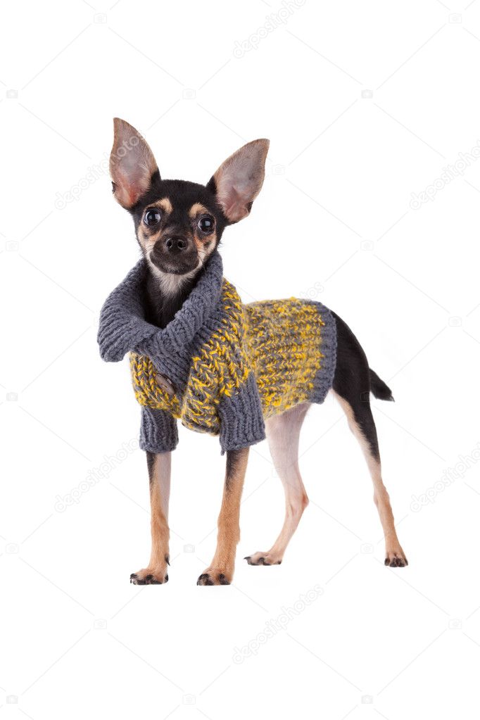 Small dog toy terrier in clothes isolated on white