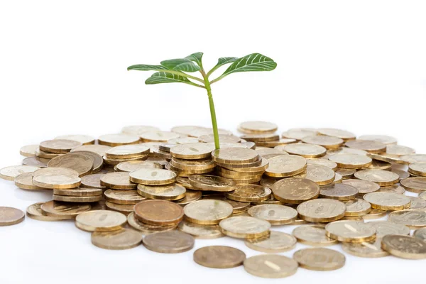 Green plant and coins — Stock Photo, Image