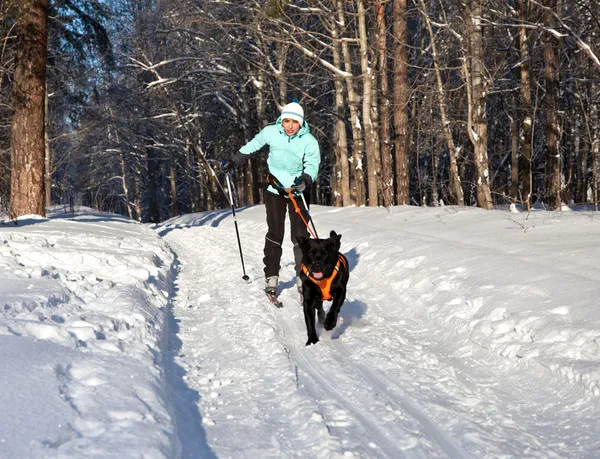 Woman on ski is going for a running dog. — Stock Photo, Image