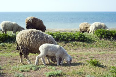 Herd of sheep clipart