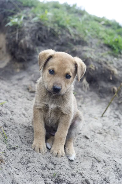 Bezdomny puppy — Zdjęcie stockowe