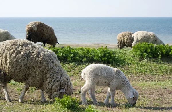 Hjorden av får — Stockfoto