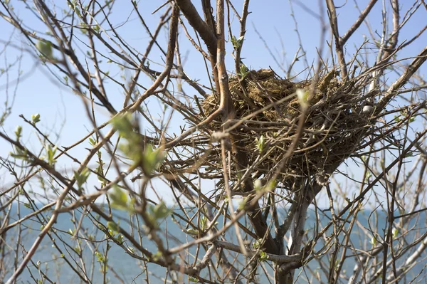 stock image Bird nest