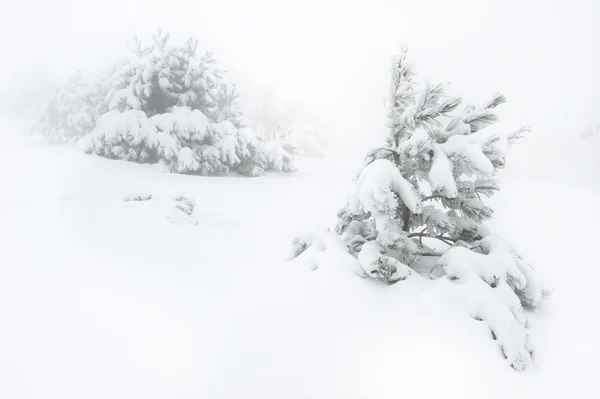 Met sneeuw bedekte boom — Stockfoto
