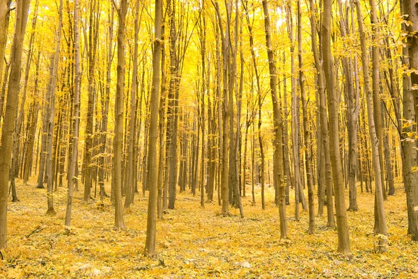 stock image Autumn forest