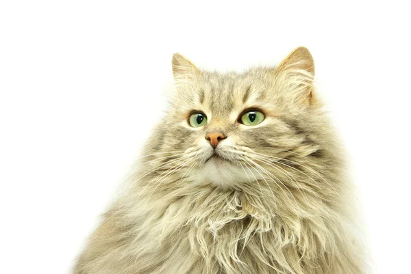 Pisica — Fotografie, imagine de stoc