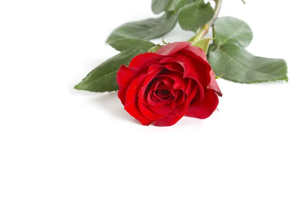 Růže na bílém pozadí — Stock fotografie