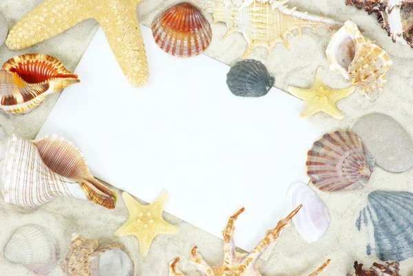 Shells on postcard — Stock Photo, Image