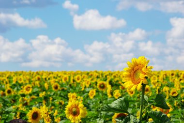 Sunflower field clipart