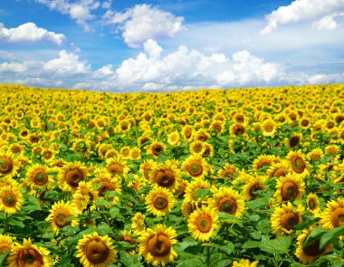 Sunflower field clipart