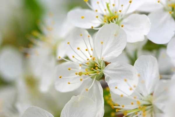 Flores de cerezo —  Fotos de Stock