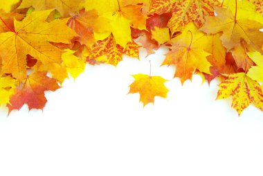 Autumn maple leaves clipart