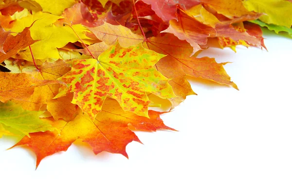 Hojas de arce de otoño —  Fotos de Stock