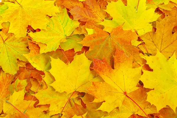 カエデの葉の背景 — ストック写真