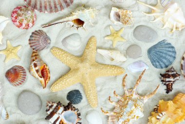 Starfish and shells clipart