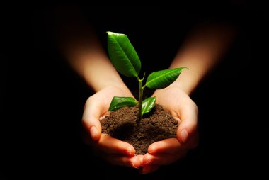 Plant in hands clipart