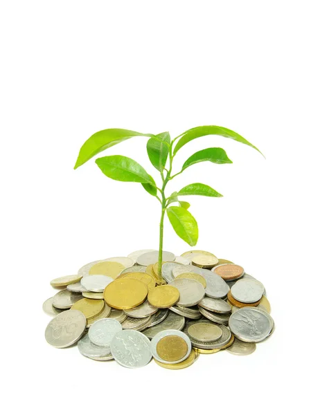Plant in coins — Stock Photo, Image