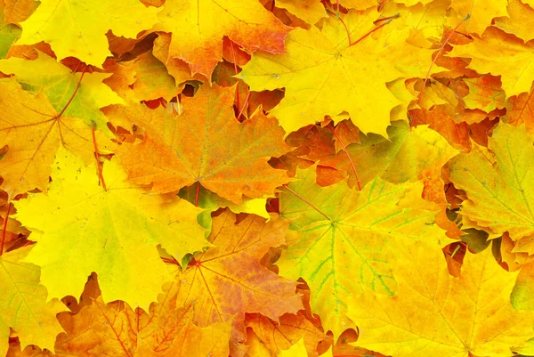 stock image Autumn leafs