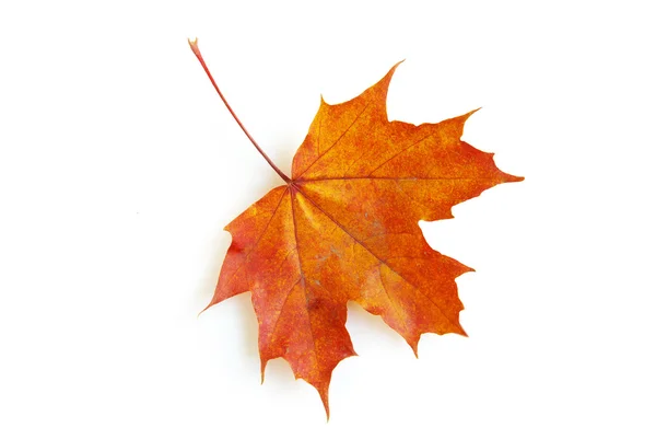 stock image Maple leaf