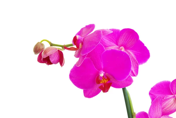 Orquídeas —  Fotos de Stock