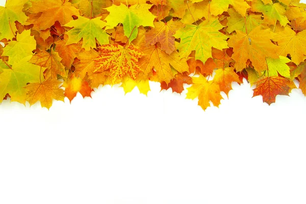 stock image Autumn maple leafs