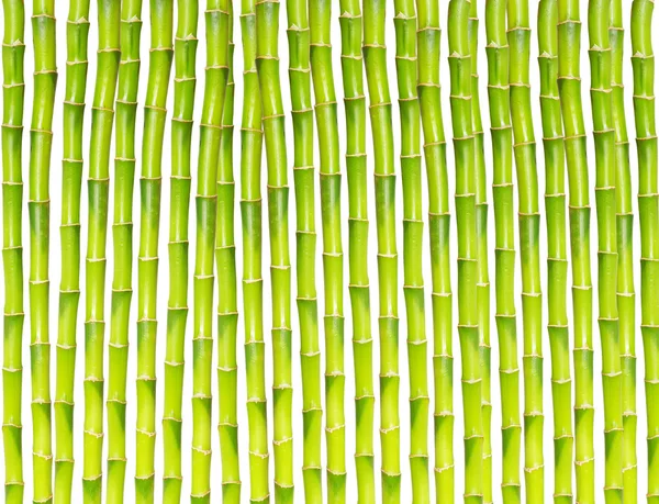Bamboo — Stock Photo, Image