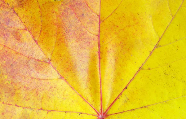 잎새의 배경 — 스톡 사진
