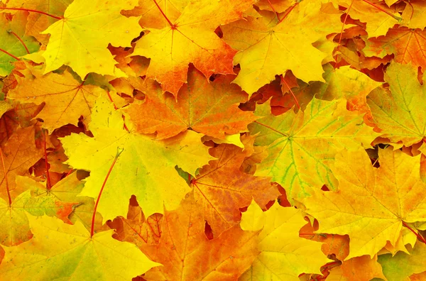 Maple leafs — Zdjęcie stockowe