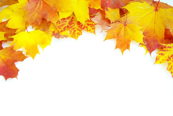 Sonbaharda akçaağaç yaprakları — Stok fotoğraf