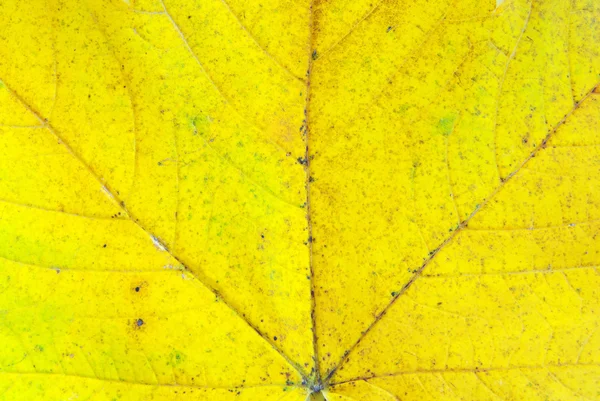 stock image Leaf