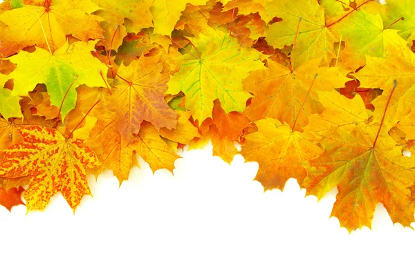 Na podzim listy izolované na bílém — Stock fotografie
