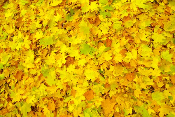 Кленовые листья — стоковое фото