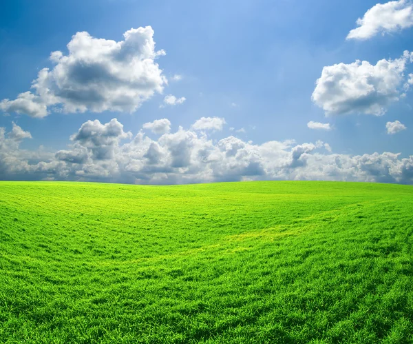 Green Field — Stock Photo, Image