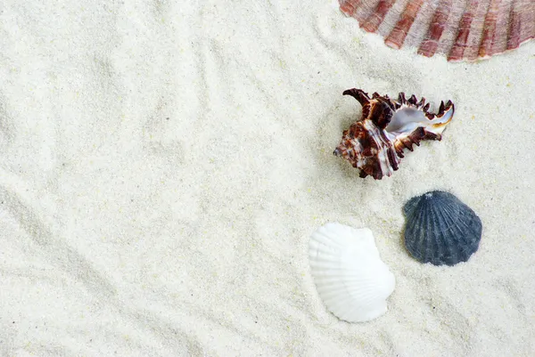 Coquilles sur sable — Photo