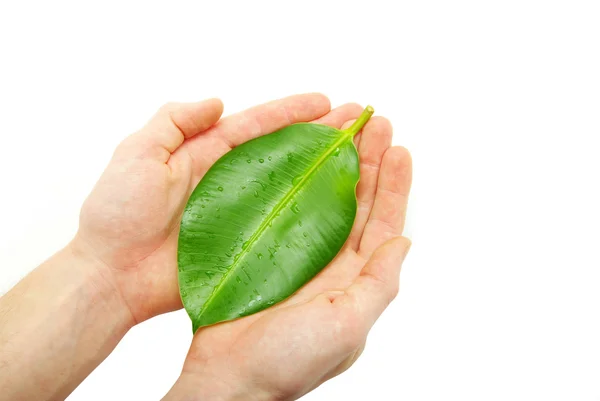 Leaf in hands — Stock Photo, Image