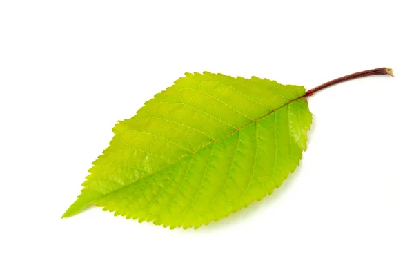 Leaf Stock Image