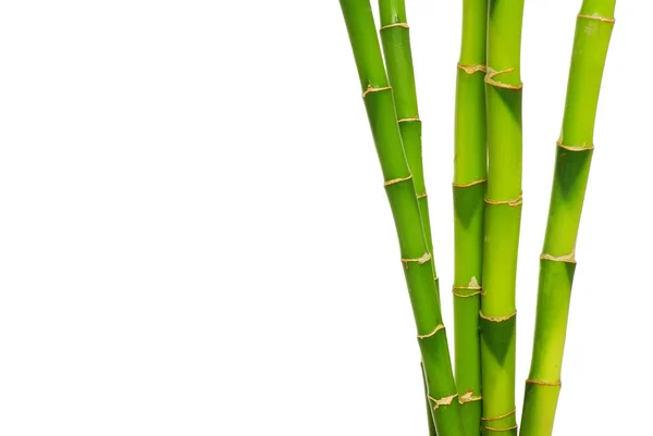 Bambus — Stock fotografie