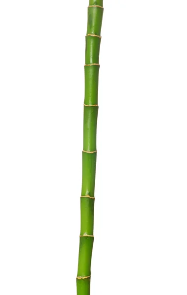 Bambus verde — Fotografie, imagine de stoc