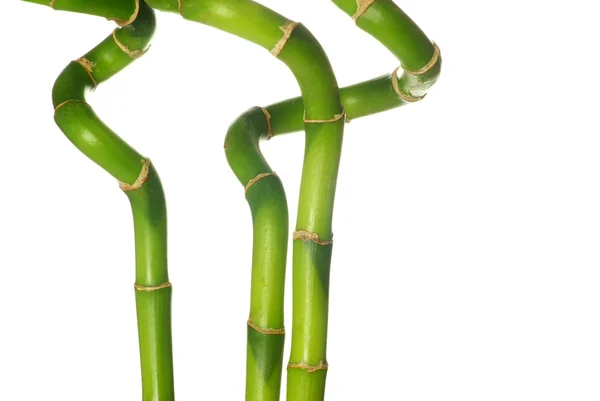 Yeşil Bambu — Stok fotoğraf