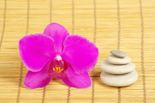 Orchidej a kameny — Stock fotografie