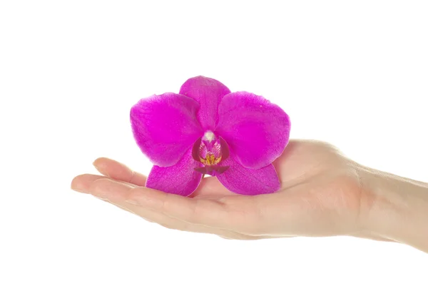 Orchidea — Stock Fotó
